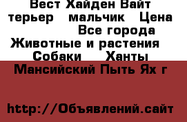 Вест Хайден Вайт терьер - мальчик › Цена ­ 35 000 - Все города Животные и растения » Собаки   . Ханты-Мансийский,Пыть-Ях г.